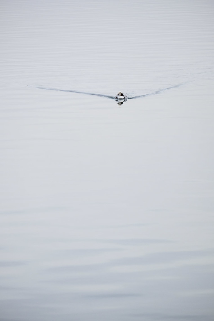 A Long Tailed Duck heading my way